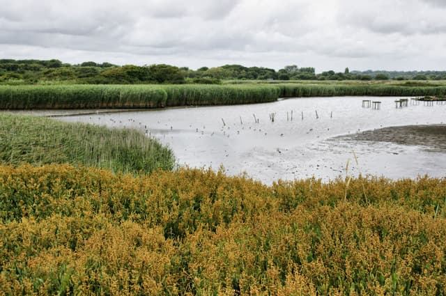 Titchfield Haven nature reserve in Fareham — a view across the protected wetland area