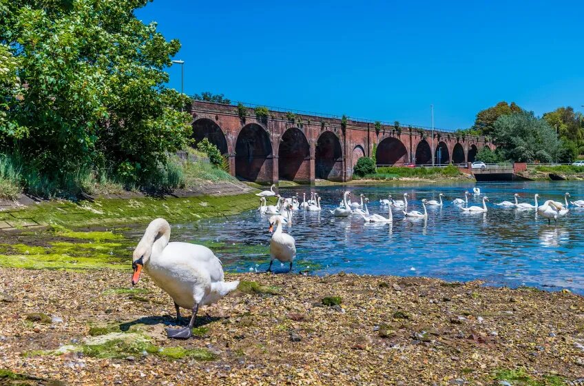 Fareham Viaduct and Swans at Fareham Creek